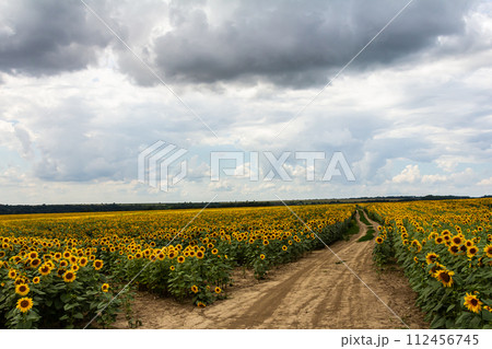 Sunflower field with yellow flowers and bees, pollination of sunflower field by bees in summer 112456745