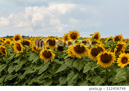 Sunflowers in the field against blue sky 112456746
