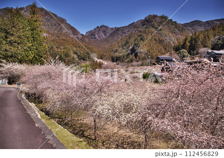 2024年 川売の梅花4 112456829