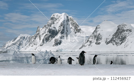 Funny Gentoo Penguins in Antarctica. Cute animals at snow and ice landscape. Environment scenery of birds family at wild nature. Amazing iceberg mountain at Antarctic continent 112456927