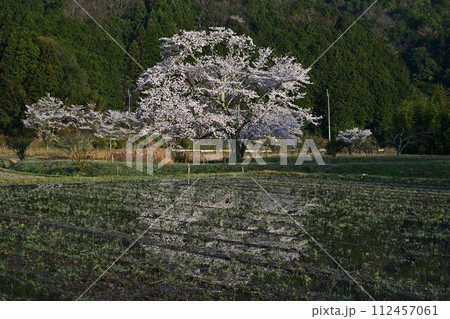 森の学校の桜 森の学校の桜 112457061
