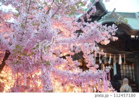 東京都世田谷区の桜新町にある桜神宮とライトアップされた満開の河津桜 東京都世田谷区の桜新町にある桜神宮とライトアップされた満開の河津桜 112457180