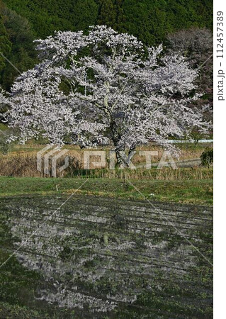 森の学校の桜 112457389