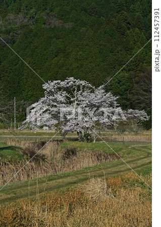 森の学校の桜 森の学校の桜 112457391