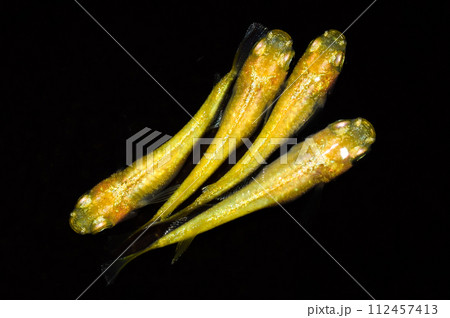 黄金百式(改良メダカ) 黄金百式(改良メダカ) 112457413