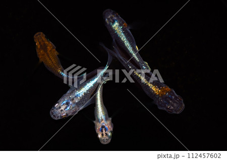 オーロラ黄ラメ体外光（改良メダカ） 112457602