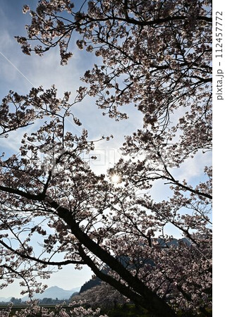 桜咲く丹波篠山 桜咲く丹波篠山 112457772