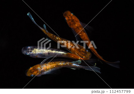 ラメメダカ（改良メダカ） 112457799