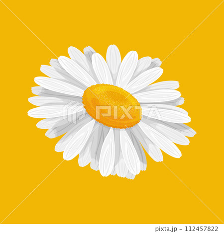 Chamomile. A white daisy flower on a yellow background. A bright wildflower. Vector illustration 112457822