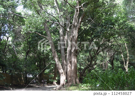 須磨離宮公園の大きな木 112458027