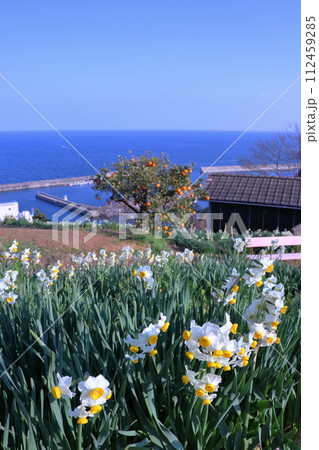 水仙畑とみかんの木 (愛媛県 伊予市 日本水仙花開道) 水仙畑とみかんの木 (愛媛県 伊予市 日本水仙花開道) 112459285