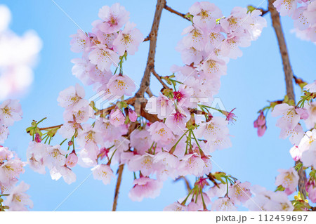 青空バックの桜 112459697