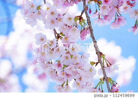 青空バックの桜 112459699
