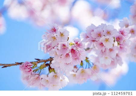 青空バックの桜 112459701