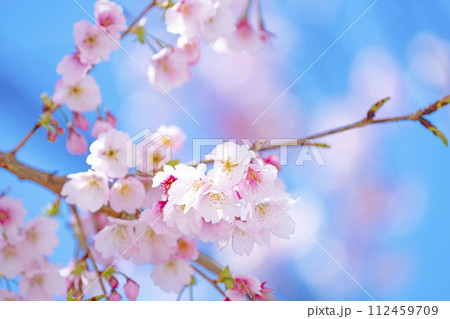 青空バックの桜 青空バックの桜 112459709