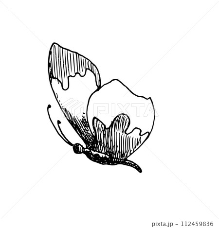 Vector drawing of Butterfly. Hand drawn linear illustration of flying insect in black and white colors. Vintage outline sketch for icon or logo painted by inks for greeting cards 112459836