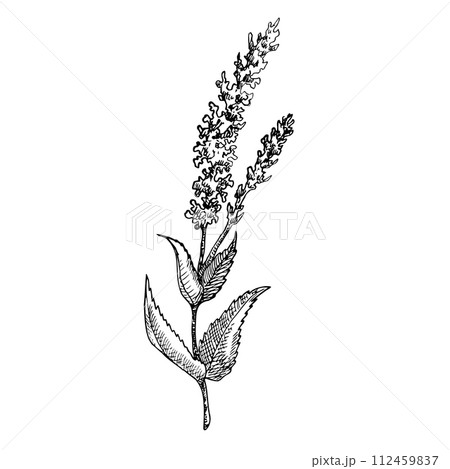 Salvia officinalis. Hand drawn vector illustration of field flower, wild herbs on isolated background. Drawing for greeting cards or wedding invitations in line art style. Engraved floral sketch. 112459837