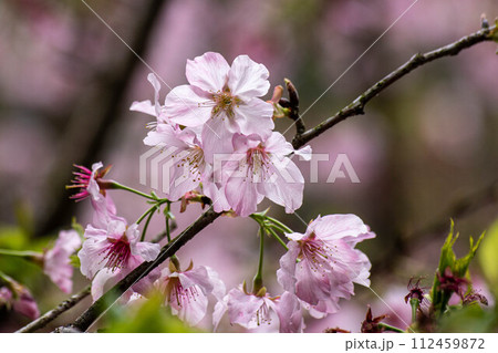 花 フラワー お花 112459872