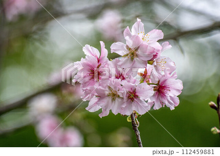 花 フラワー お花 112459881