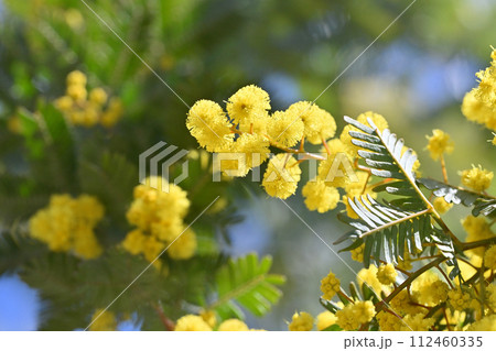 爽やかな春の陽気とミモザの花　アカシア　 112460335