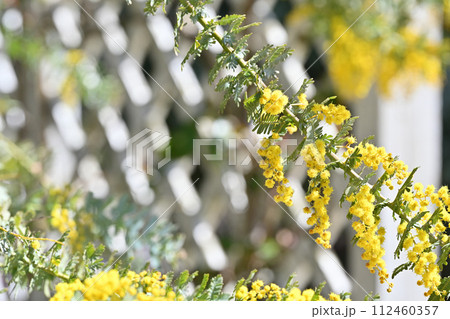爽やかな春の陽気とミモザの花 アカシア 爽やかな春の陽気とミモザの花 アカシア 112460357