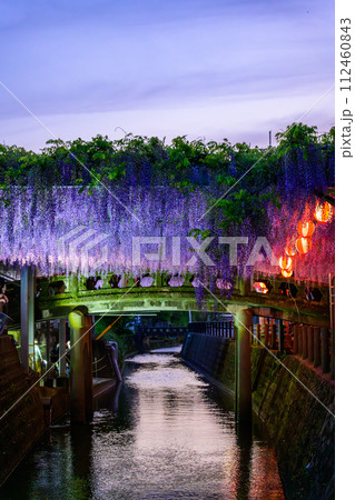 うららかな春の夕暮れに映える石橋と美しい藤の花(藤棚)風景「中山大藤【柳川市の中山熊野神社」】 うららかな春の夕暮れに映える石橋と美しい藤の花(藤棚)風景「中山大藤【柳川市の中山熊野神社」】 112460843