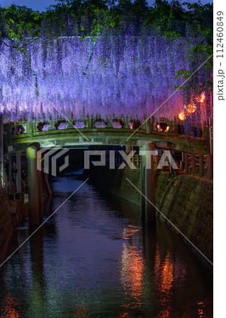 うららかな春夜に映える石橋と美しい藤の花(藤棚)風景「中山大藤【柳川市の中山熊野神社」】 112460849