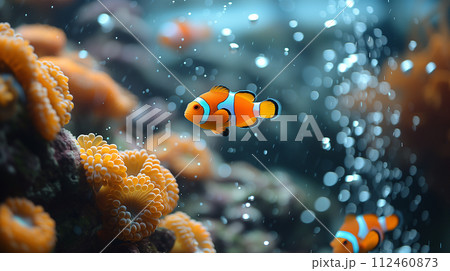 可愛らしいカクレクマノミ　AI生成画像 112460873