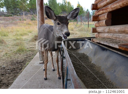 カナダの鹿 ユーコン野生動物保護区 112461001