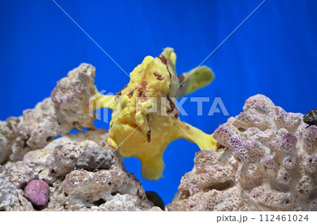 しながわ水族館 イロカエルアンコウ しながわ水族館 イロカエルアンコウ 112461024