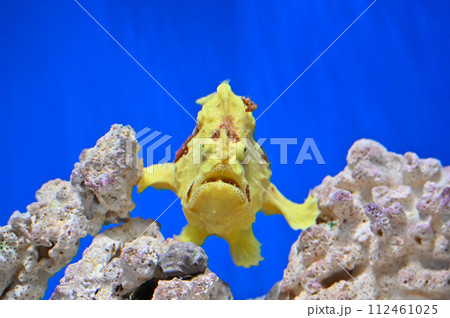 しながわ水族館　イロカエルアンコウ 112461025