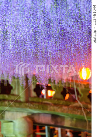 うららかな春夜に映える石橋と美しい藤の花(藤棚)風景「中山大藤【柳川市の中山熊野神社」】 112461044