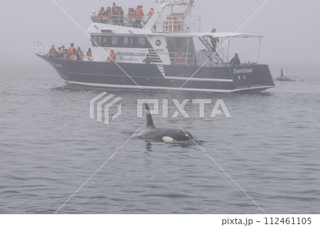 シャチを間近に見るクルーズ船 112461105