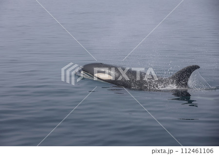 初夏知床沖のシャチ 112461106