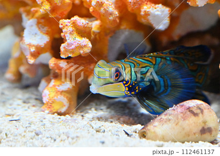 しながわ水族館　ニシキテグリ　マンダリンフィッシュ 112461137