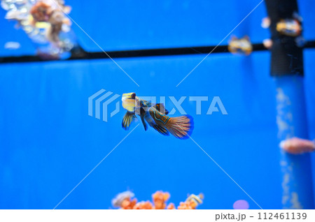 しながわ水族館　ニシキテグリ　マンダリンフィッシュ 112461139
