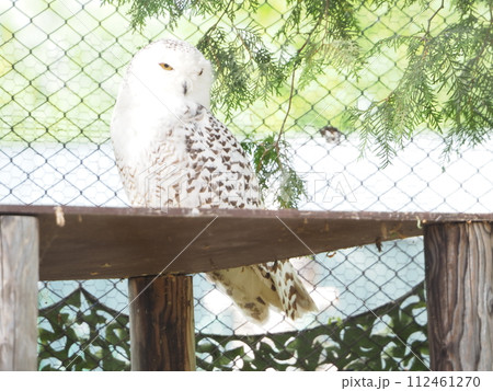 なかなか正面を向いてくれないシロフクロウ 112461270