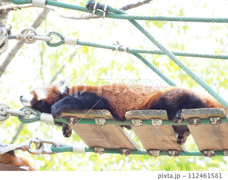 暑い夏の動物園「レッサーパンダ」 112461581