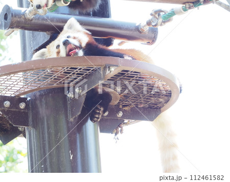 暑い夏の動物園「レッサーパンダ」 暑い夏の動物園「レッサーパンダ」 112461582