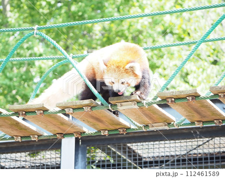暑い夏の動物園「レッサーパンダ」 暑い夏の動物園「レッサーパンダ」 112461589
