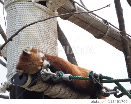 暑い夏の動物園「レッサーパンダ」 暑い夏の動物園「レッサーパンダ」 112461703