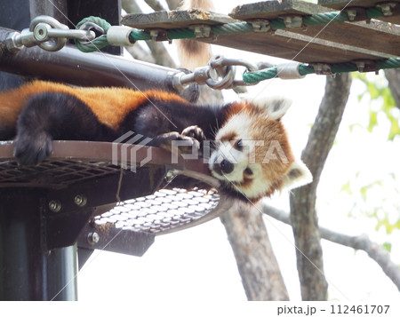 暑い夏の動物園「レッサーパンダ」 112461707