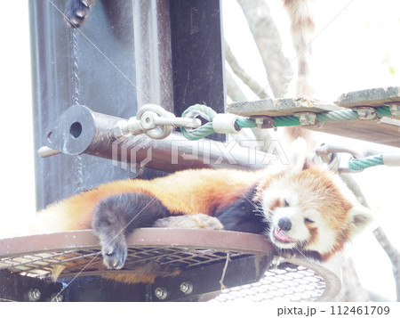 暑い夏の動物園「レッサーパンダ」 暑い夏の動物園「レッサーパンダ」 112461709