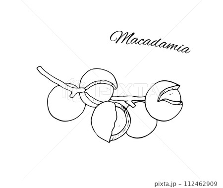 Hand-drawn macadamia branch. Diet snackcts. Hand-drawn macadamia branch. Diet snackcts. 112462909