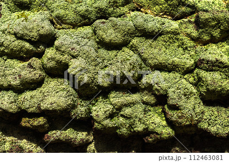 Natural background with green moss Natural background with green moss 112463081