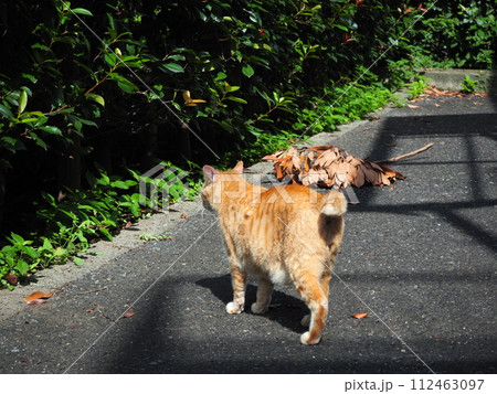 茶トラの野良猫の後ろ姿 112463097
