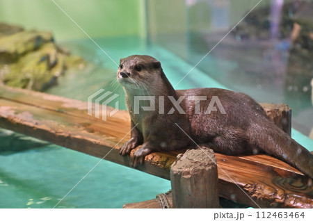 しながわ水族館 コツメカワウソ しながわ水族館 コツメカワウソ 112463464
