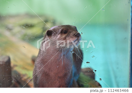 しながわ水族館 コツメカワウソ しながわ水族館 コツメカワウソ 112463466