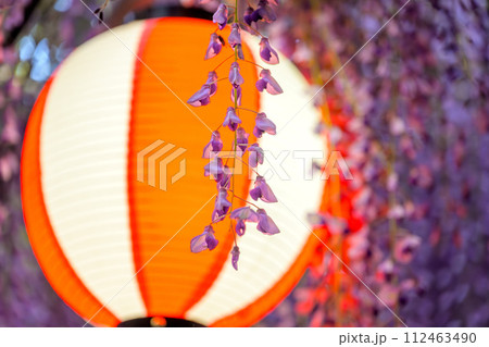 うららかな春風に映える藤棚をライトアップする(提灯)風景「中山大藤【柳川市の中山熊野神社」】 うららかな春風に映える藤棚をライトアップする(提灯)風景「中山大藤【柳川市の中山熊野神社」】 112463490