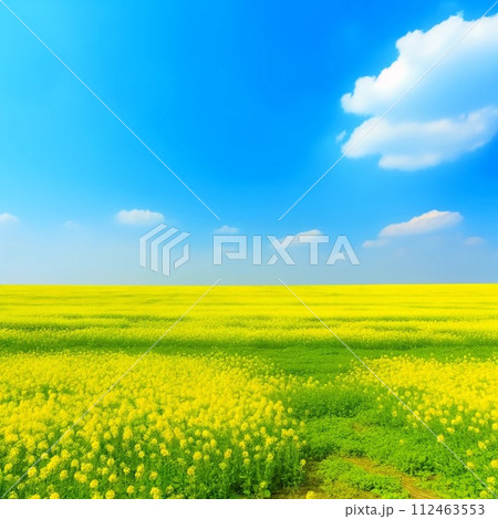 菜の花畑と青い空 112463553